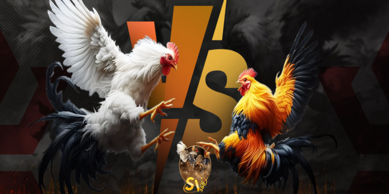 jw8 cockfighting is one of the most popular betting games